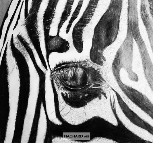 Enchanting Gaze of the Zebra